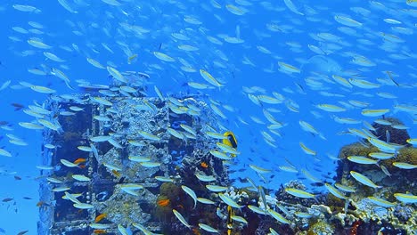 underwater shots while diving on a colorful reef with many fishes.