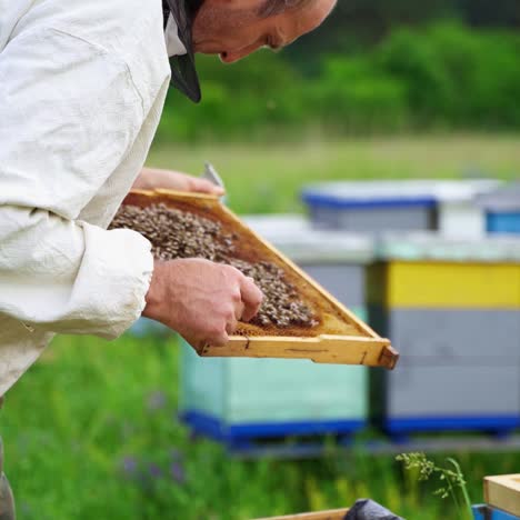 beekeeping examination in summer. apiarist male touches bees crawling on frame with bare hand on colorful beehives background.
