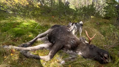 Der-Norwegische-Elchhund-Feiert-Eine-Erfolgreiche-Jagd,-Indem-Er-Dem-Elch-Fell-Abknabbert