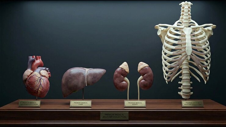 Anatomical Models of Human Organs and Rib Cage on Display
