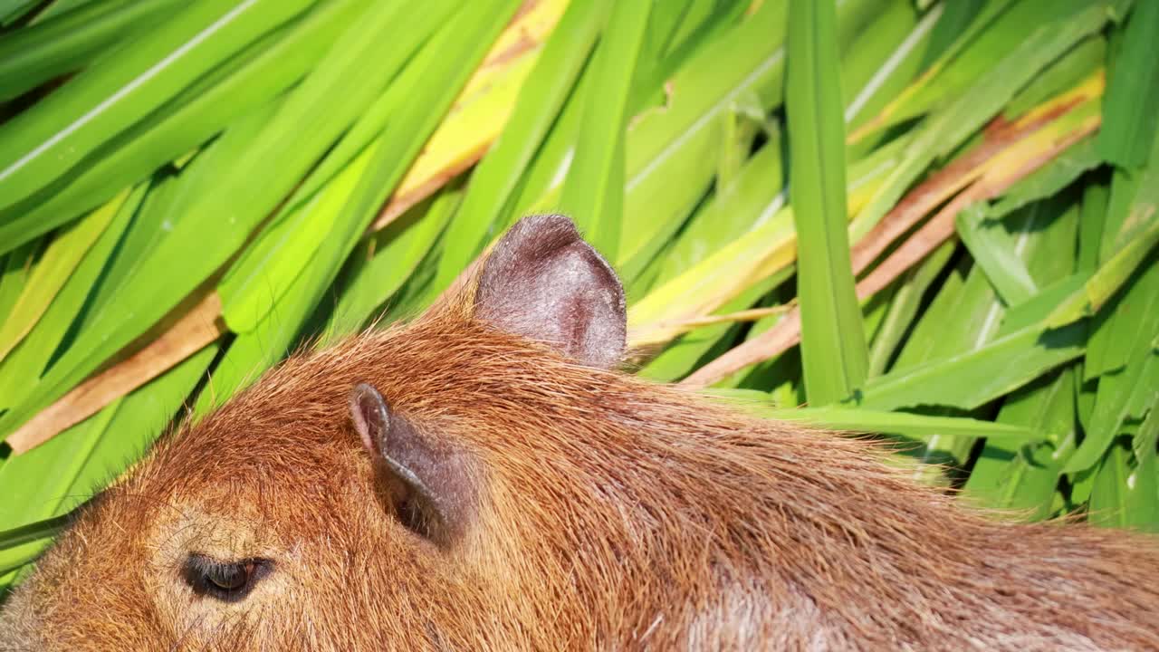 屋外で緑の葉をむしゃむしゃ食べるカピバラ