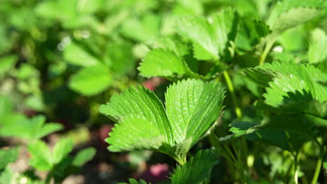 slow-motion of a strawberry field in a garden