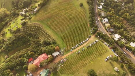vineyard fields, driving cars on street and reflection on water surface of ocean. aerial tilt up wide shot. haiheke island, new zealand.