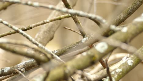 Black-Throated-Blue-Warbler-bird-jumping-on-tree-branch-in-close-up-view