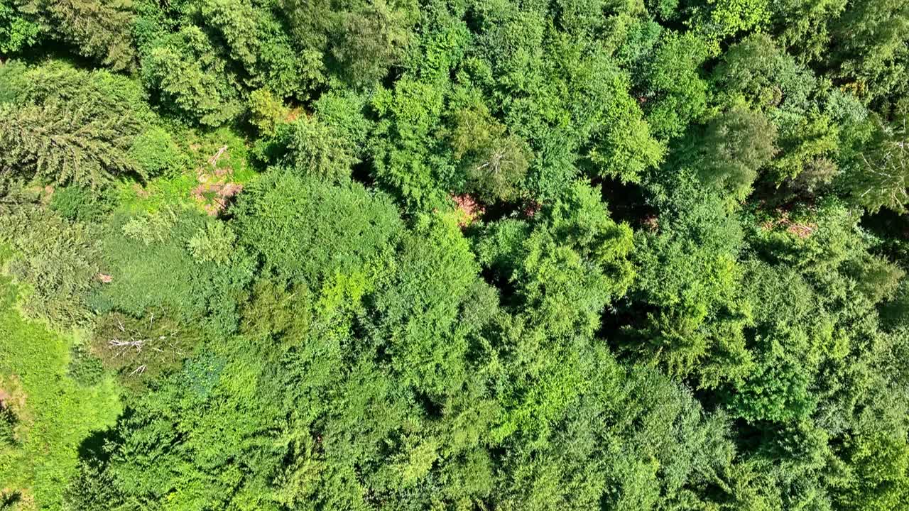 brillante día de verano volando sobre un bosque verde