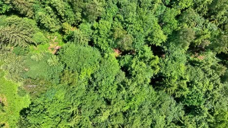 Brillante-Día-De-Verano-Volando-Sobre-Un-Bosque-Verde