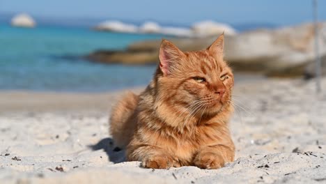 ginger cat on the beach, sea on the background in greece