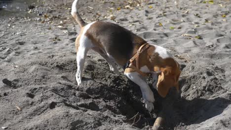 my pet beagle playing in the sand, digging - slowmo