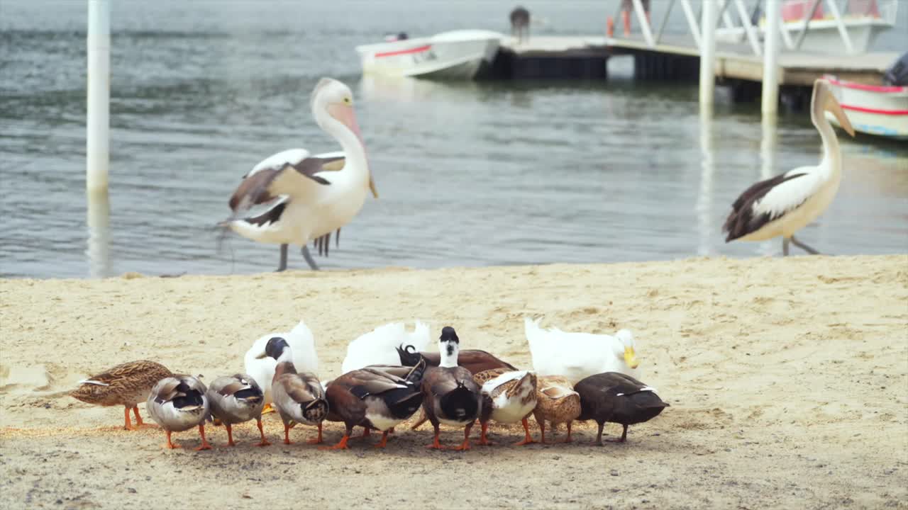 Un grande gruppo di anatre che si nutre sulle rive del fiume Hawkesbury a Spencer, NSW, Australia.