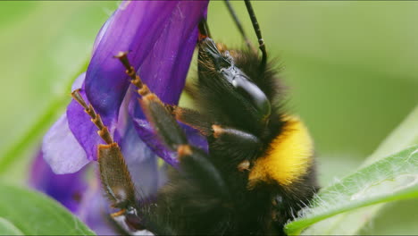 bumblebee looking for nectar with proboscis