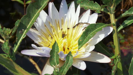 beautiful white waterlily flower with bees collecting pollen and flies on the river in okavango delta, botswana