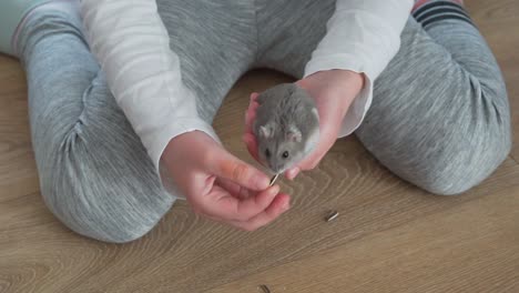 the hand of the child feeding the little dzungarian hamster with sunflower