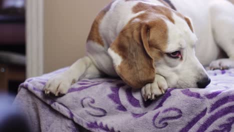 Beagle-lying-on-the-edge-of-a-sofa-and-putting-its-head-on-its-paw