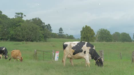 Ganado-Holstein-Friesian-Comiendo-Hierba-En-El-Pasto