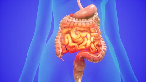 anatomical 3d animation of digestive system. showing the transparent body, highlighting the intestine and stomach.