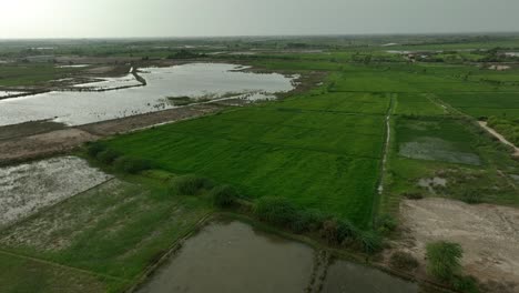 aerial drone shot over green farmlands near village in mirpurkhas, sindh, pakistan during evening time