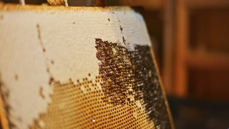 el apicultor quita suavemente la cera de abejas