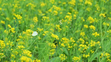 Flores-De-Colza-Amarillas-Meciéndose-Con-La-Brisa,-Hermosas-Mariposas-Blancas-De-Repollo-Revoloteando-Y-Polinizando-Las-Flores,-Primeros-Planos-Que-Muestran-La-Belleza-De-La-Naturaleza