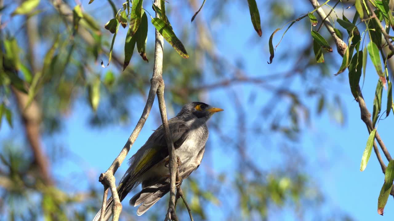 mineros ruidosos, manorina melanocephala, saltando de brach a otro en el árbol, cantando y haciendo llamadas de chip chip durante la temporada de cría de primavera, parque urbano, ciudad de brisbane, queensland