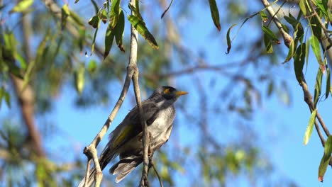 noisy miners, manorina melanocephala, hopping from brach to another on the tree, chirping and making chip chip call during spring breeding season, urban park, brisbane city, queensland