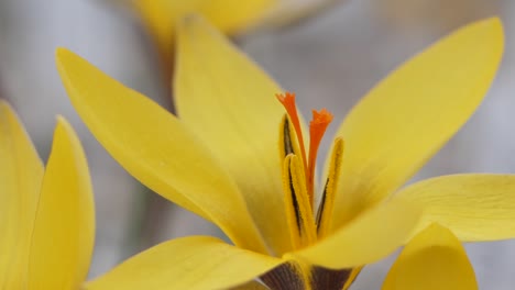 Crocuses-with-beautiful-flowers-multicolored