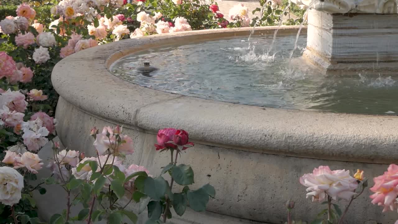 Close up of the water basin of a fountain among blooming shrub roses. Serene and picturesque garden scene.