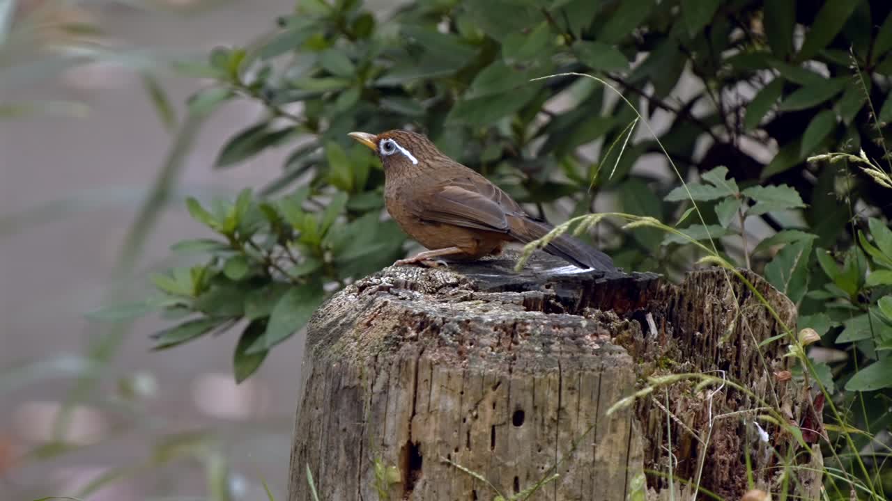 Chinese hwamei remains still on a weathered tree log, gazing upward in an alert posture, capturing vigilance and awareness in a quiet rural park in Saitama Prefecture, Japan