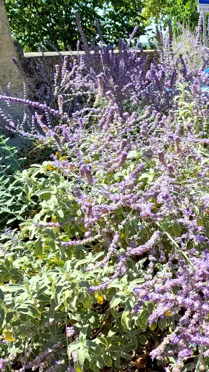 el colibrí vuela entre las vibrantes flores de lavanda.