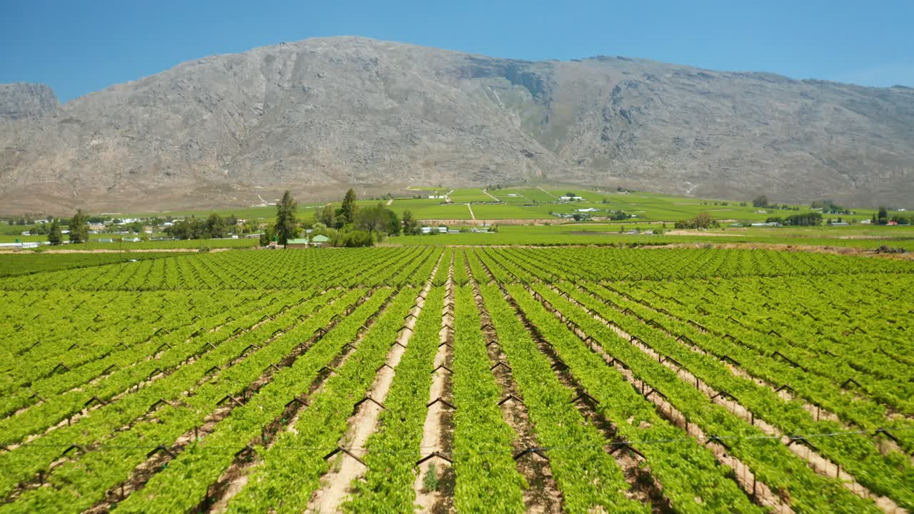 남아프리카 우스터의 포도밭