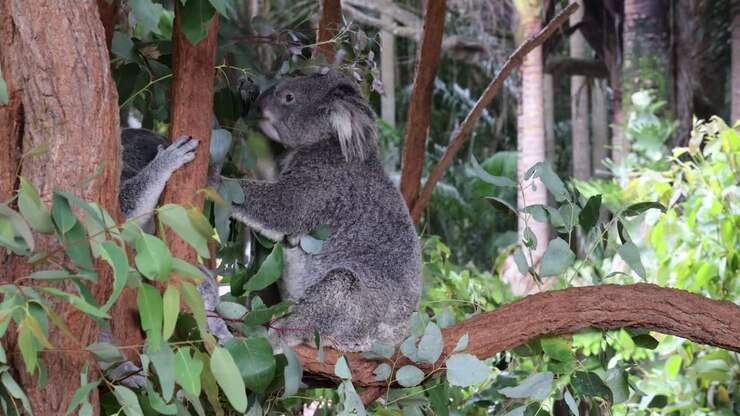 Two koalas engaging in playful interaction