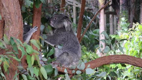 el koala se sube activamente y come en un bosque exuberante