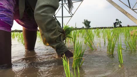 Close-up-Women-Busy-in-planting-paddy-seedlings-in-India