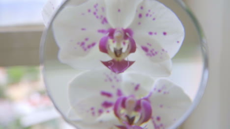 Close-Up-of-Magnifying-Glass-on-Orchids