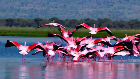 pink flamingos taking flight