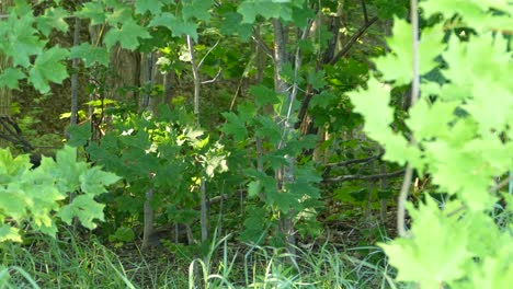 beautiful wild turkey being followed by her babies through the forest