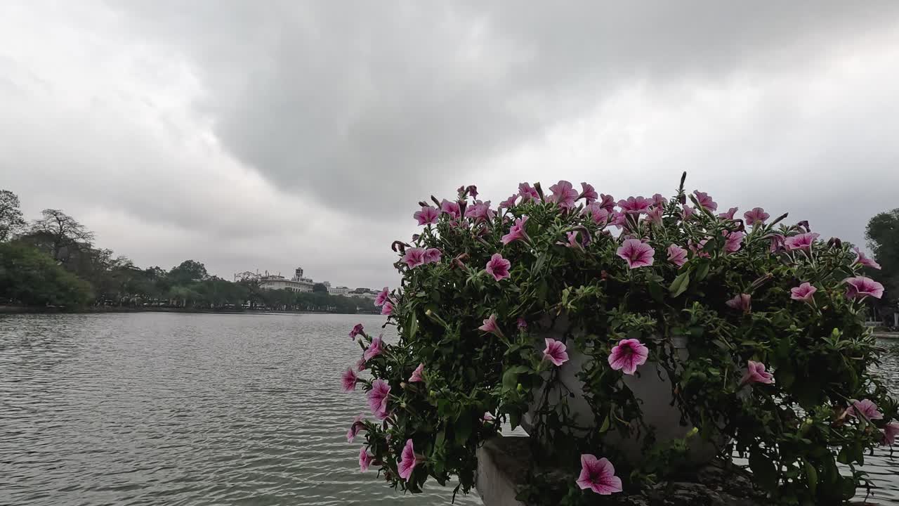 하노이의 호안키 호수 근처에서 꽃이 피고 있습니다.