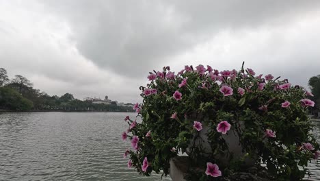 flowers blooming near hoan kiem lake, hanoi