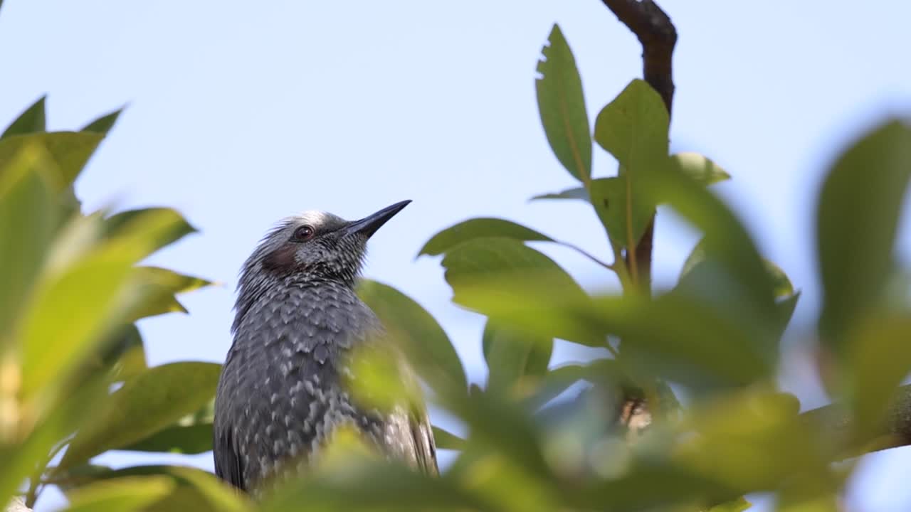 un pequeño pájaro vocalizando en una rama de árbol