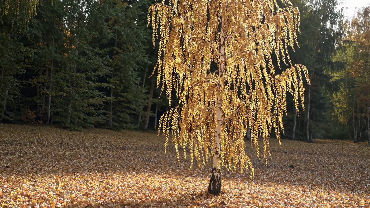 A ground-level video captures a golden-leaved tree in autumn, surrounded by a carpet of fallen