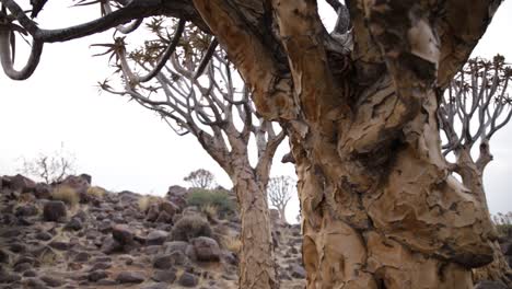 focus pull from one quiver tree to another quiver tree's bark showing it's flaky texture and robust nature in the desert in namibia