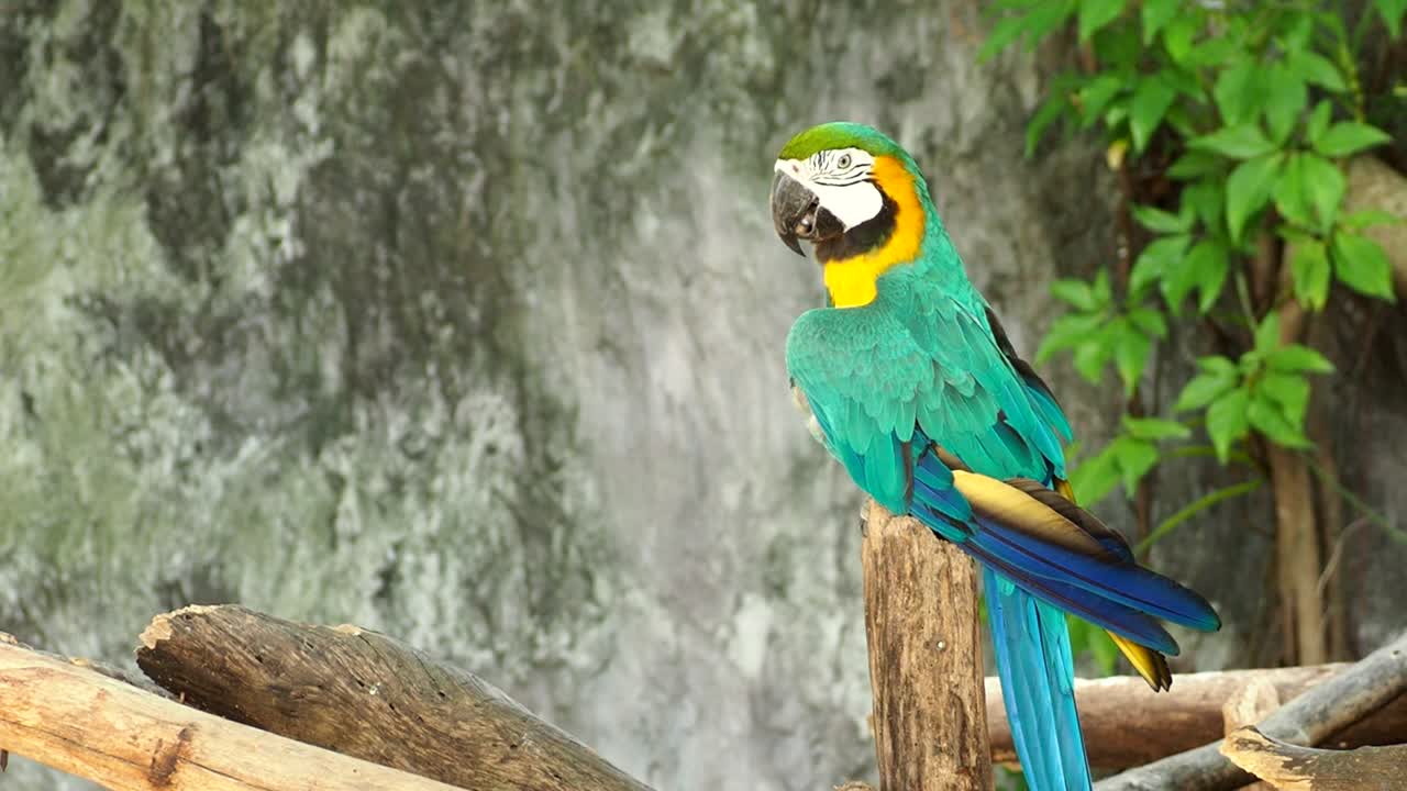 el pájaro guacamayo de chiang mai, tailandia
