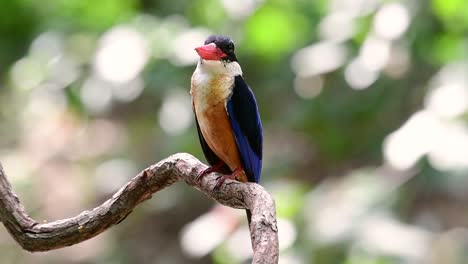 Der-Schwarzkopf-eisvogel-Hat-Einen-Bonbonartigen-Roten-Schnabel-Und-Eine-Schwarze-Kappe,-Die-In-Thailand-Und-Anderen-Asiatischen-Ländern-Zu-Finden-Ist