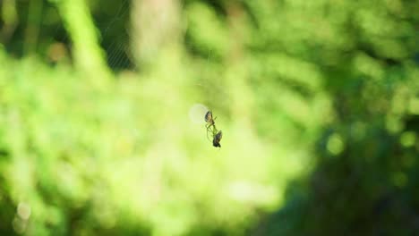 4k slow motion macro shot of a little wood spider eating a dead fly, on its web