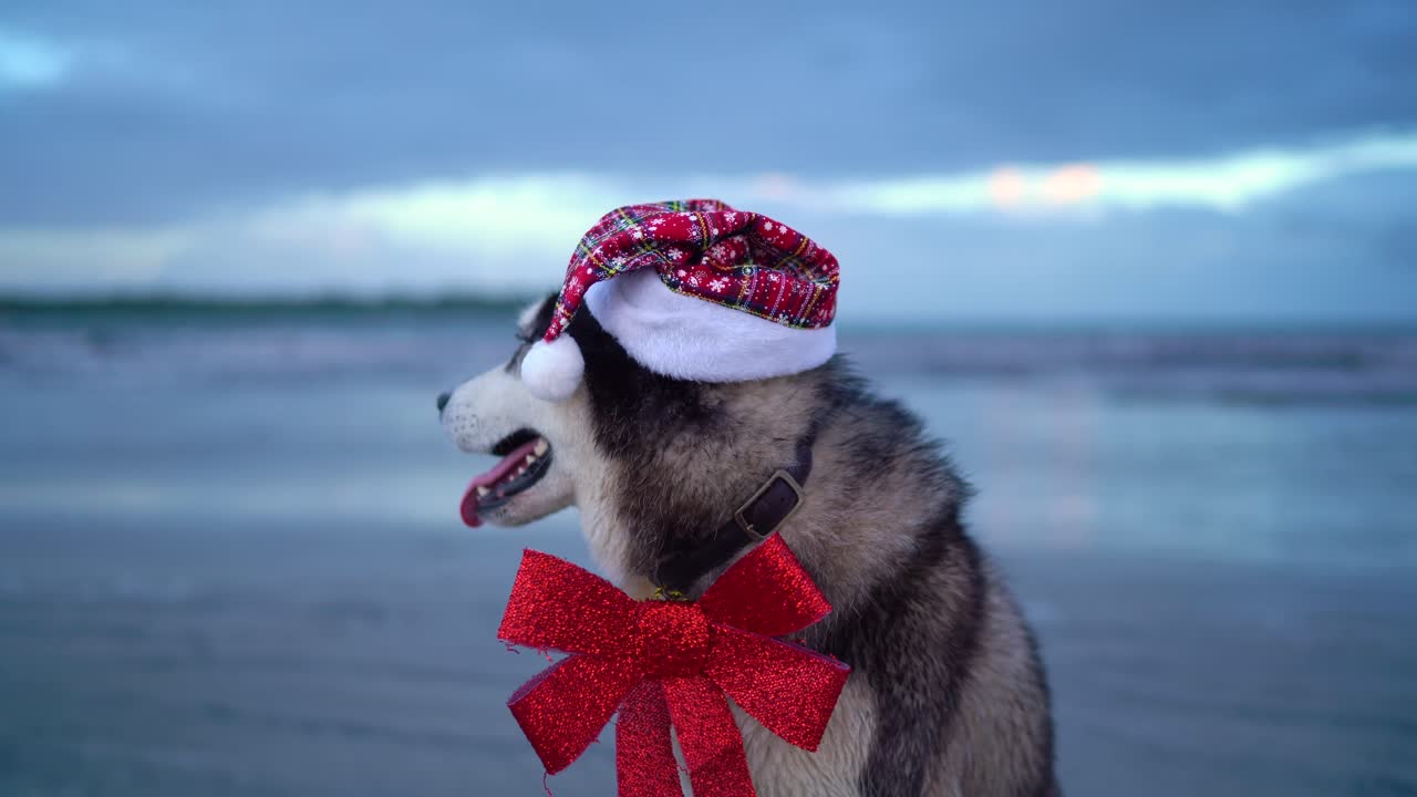 행복한 허스키 개, 산타 모자를 쓴 귀엽고 재미있는 산타 개, 해변에 붉은 활