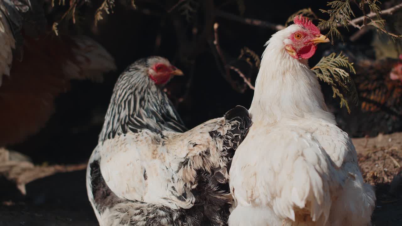 Two domestic chickens and roosters relaxing walking on free range farm near tree on home eco farm