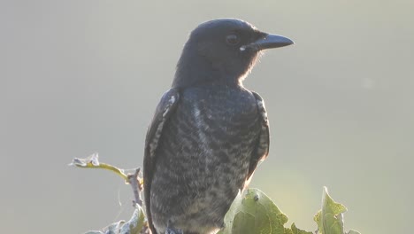 black drongo in pond area