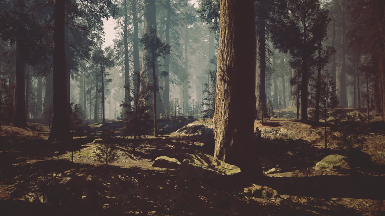 Sunlight streams through tall trees in a calm morning forest