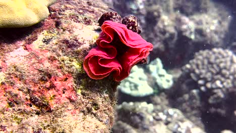 Eggs-of-the-Spanish-dancer