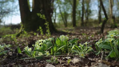 Flowers-and-plants-on-forest-floor,-camera-slowly-slides-right-to-left