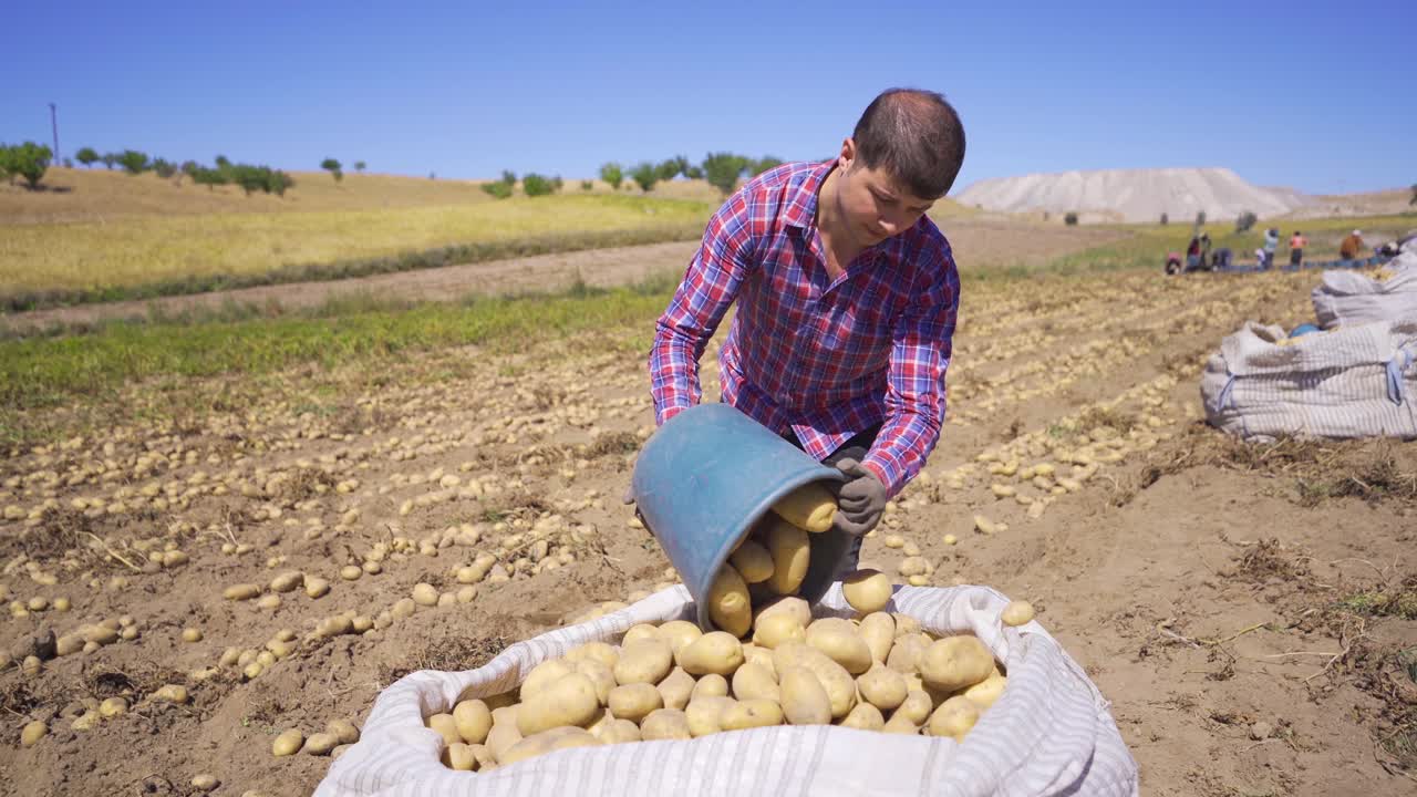 un agricultor que trabaja en un campo de patatas mira a la cámara.